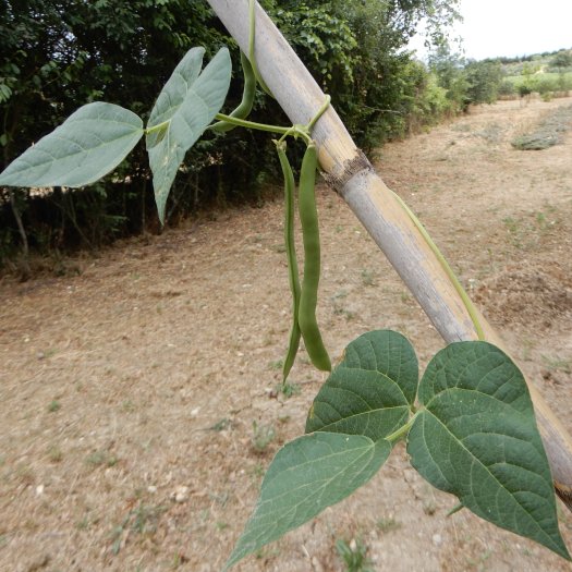 Phaseolus vulgaris